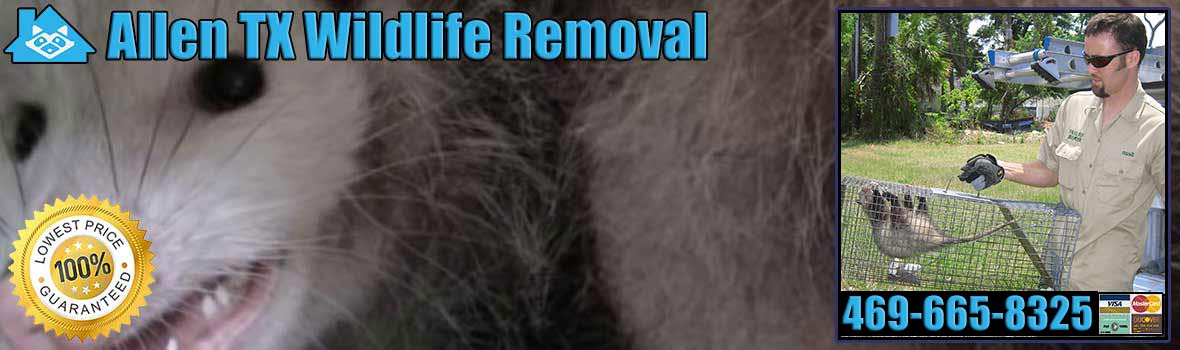 Allen Wildlife and Animal Removal